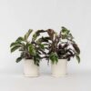 Calathea 'Fusion' - Par 2 de 30 à 40cm