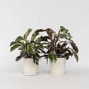 Calathea 'Fusion' - Par 2 de 30 à 40cm