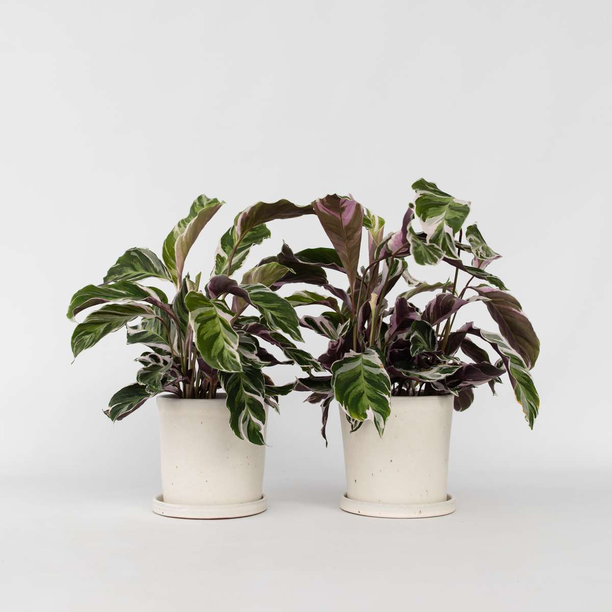 Calathea ‘Fusion’ – Par 2 de 30 à 40cm