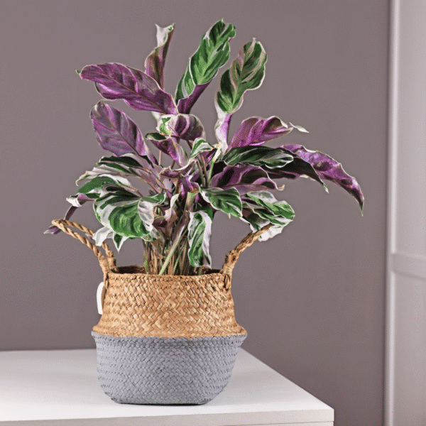 Calathea 'Fusion' - Par 2 de 30 à 40cm – Image 2