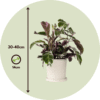 Calathea 'Fusion' - Par 2 de 30 à 40cm – Image 3
