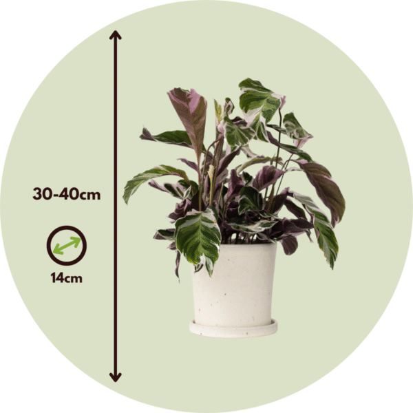 Calathea 'Fusion' - Par 2 de 30 à 40cm – Image 3