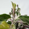 Calathea 'Fusion' - Par 2 de 30 à 40cm – Image 4