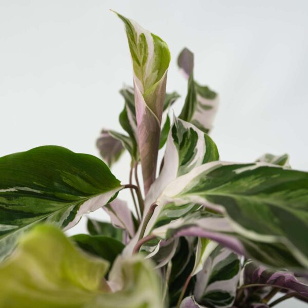 Calathea 'Fusion' - Par 2 de 30 à 40cm – Image 4