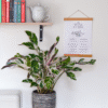 Calathea 'Fusion' - Par 2 de 30 à 40cm – Image 5