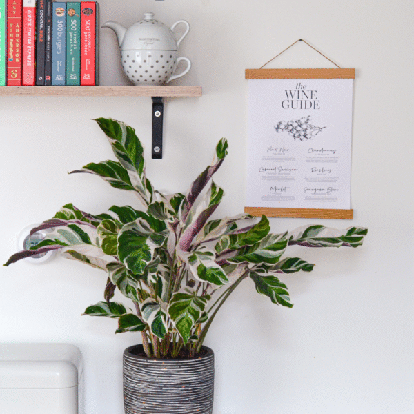 Calathea 'Fusion' - Par 2 de 30 à 40cm – Image 5