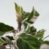 Calathea 'Fusion' - Par 2 de 30 à 40cm – Image 6