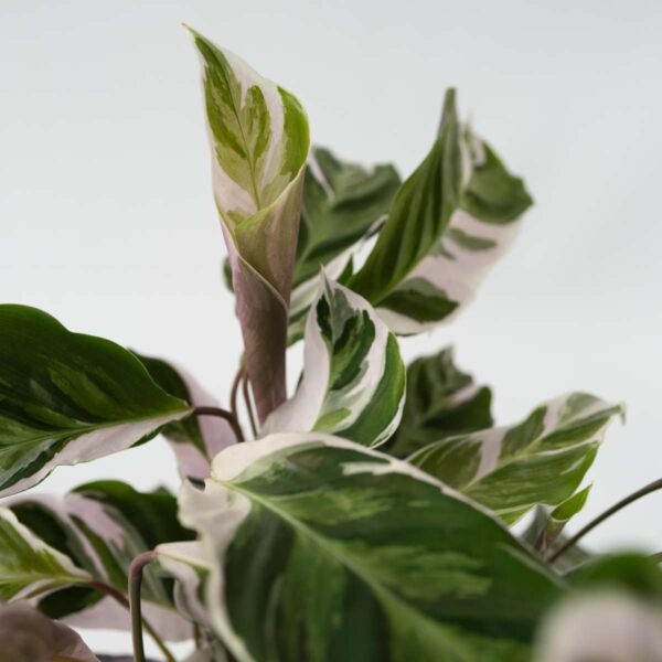 Calathea 'Fusion' - Par 2 de 30 à 40cm – Image 6