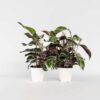 Calathea 'Fusion' - Par 2 de 30 à 40cm – Image 7
