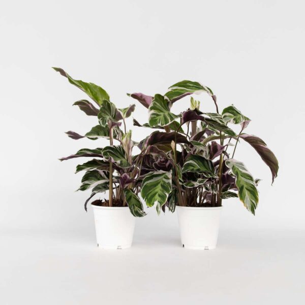 Calathea 'Fusion' - Par 2 de 30 à 40cm – Image 7