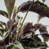 Calathea 'Fusion' - Par 2 de 30 à 40cm – Image 8