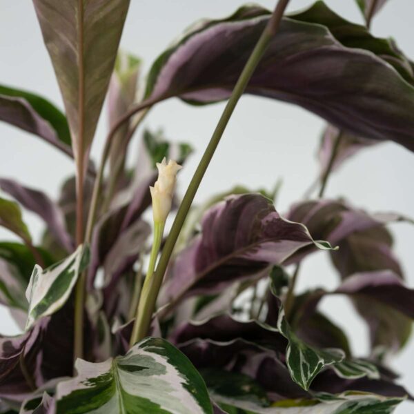 Calathea 'Fusion' - Par 2 de 30 à 40cm – Image 8