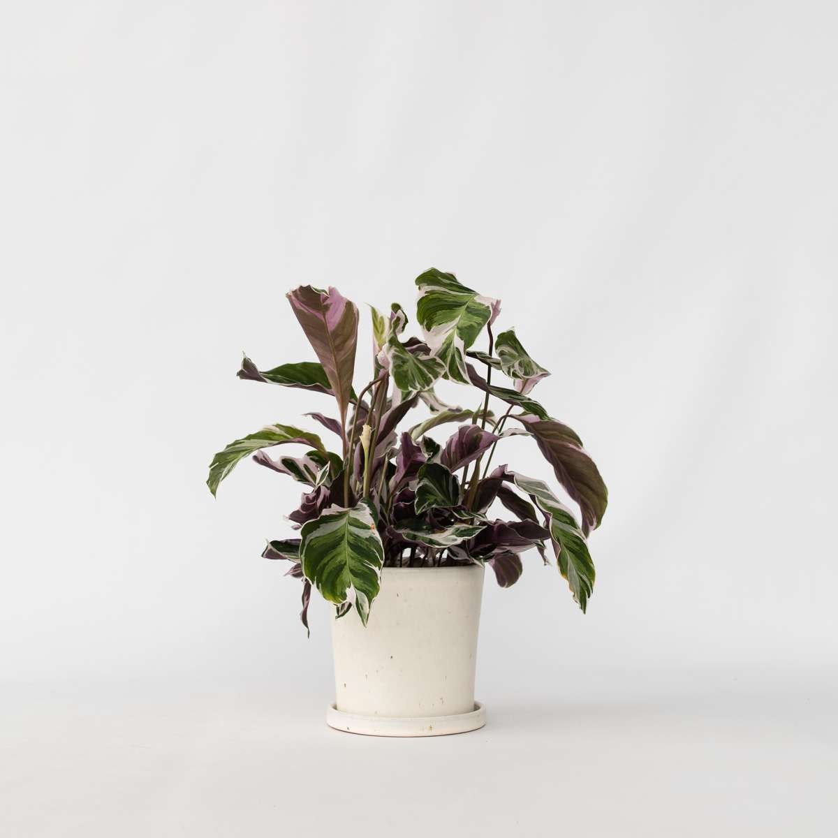 Calathea ‘Fusion White’