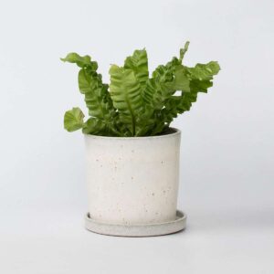 Asplenium Nidus 'Crispy Wave' purifiante