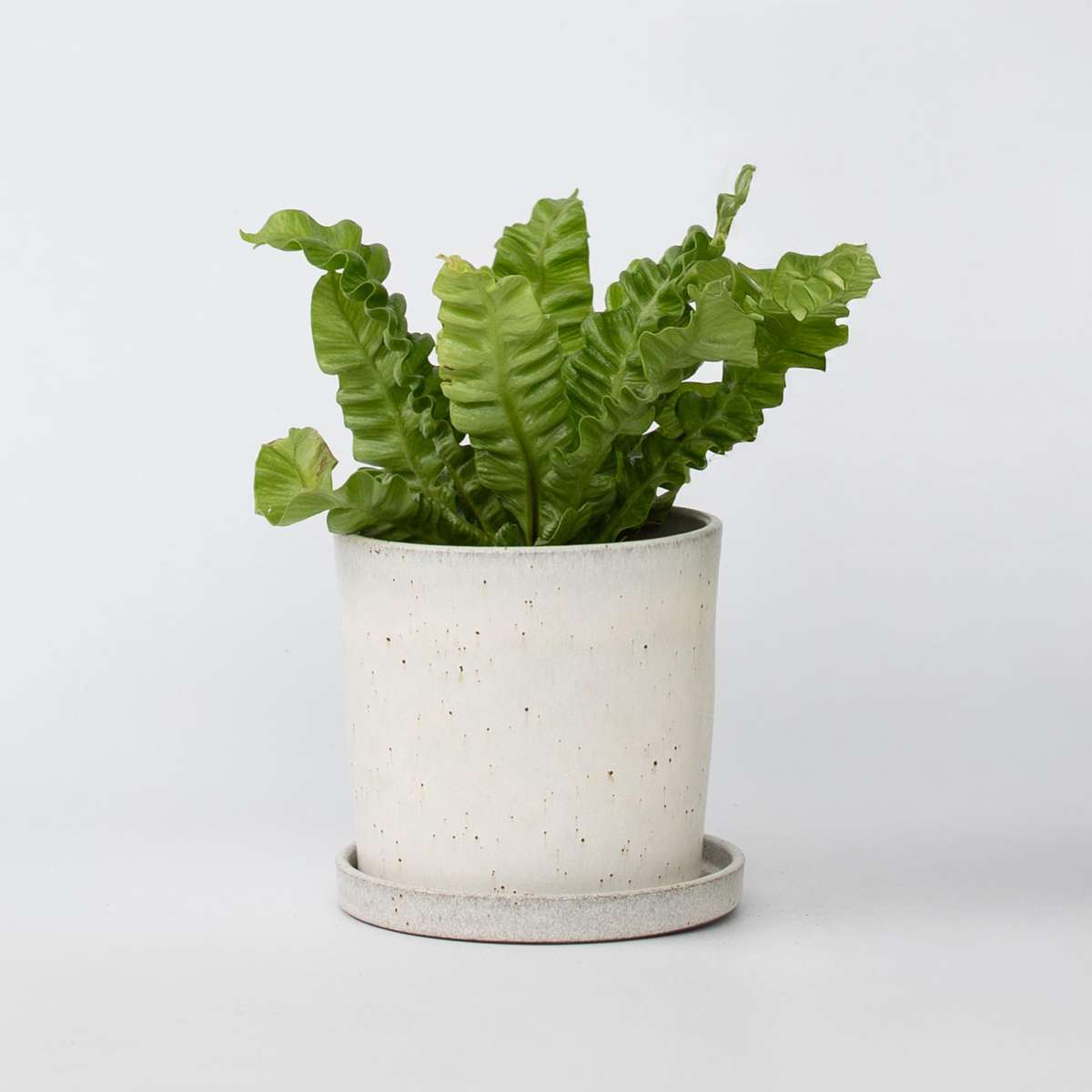Asplenium Nidus ‘Crispy Wave’ purifiante