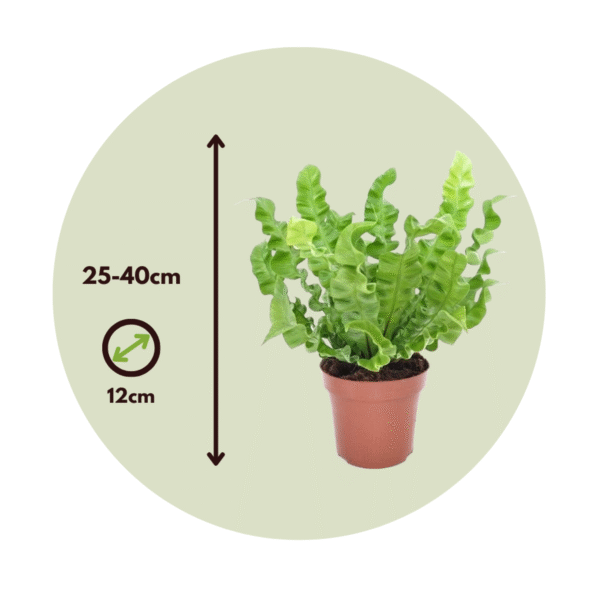 Asplenium Nidus 'Crispy Wave' purifiante – Image 3