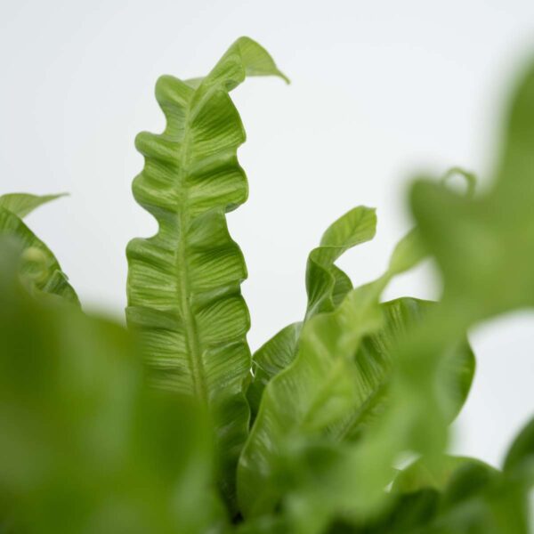 Asplenium Nidus 'Crispy Wave' purifiante – Image 4