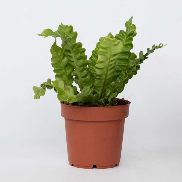 Asplenium Nidus 'Crispy Wave' purifiante – Image 5