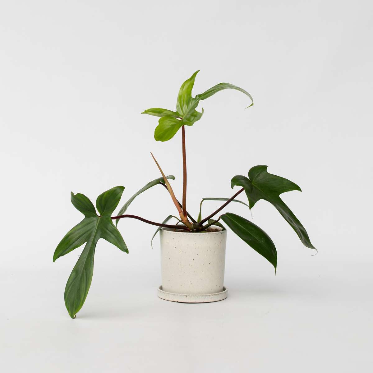Philodendron ‘Florida’ 20 à 30cm
