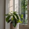 Philodendron 'Florida' 20 à 30cm – Image 2