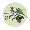 Philodendron 'Florida' 20 à 30cm – Image 3