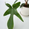 Philodendron 'Florida' 20 à 30cm – Image 4