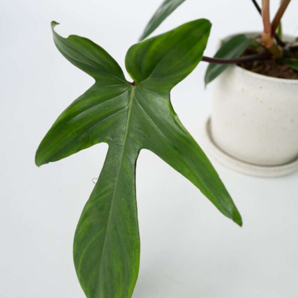 Philodendron 'Florida' 20 à 30cm – Image 4