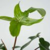 Philodendron 'Florida' 20 à 30cm – Image 5