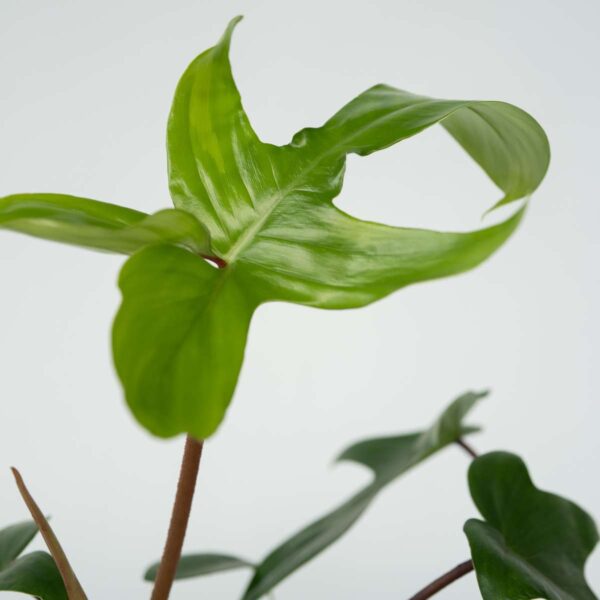 Philodendron 'Florida' 20 à 30cm – Image 5