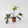 Philodendron 'Florida' 20 à 30cm – Image 6
