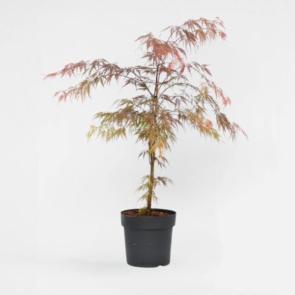 Acer Palmatum 'Atropurpureum' - Japanse Esdoorn