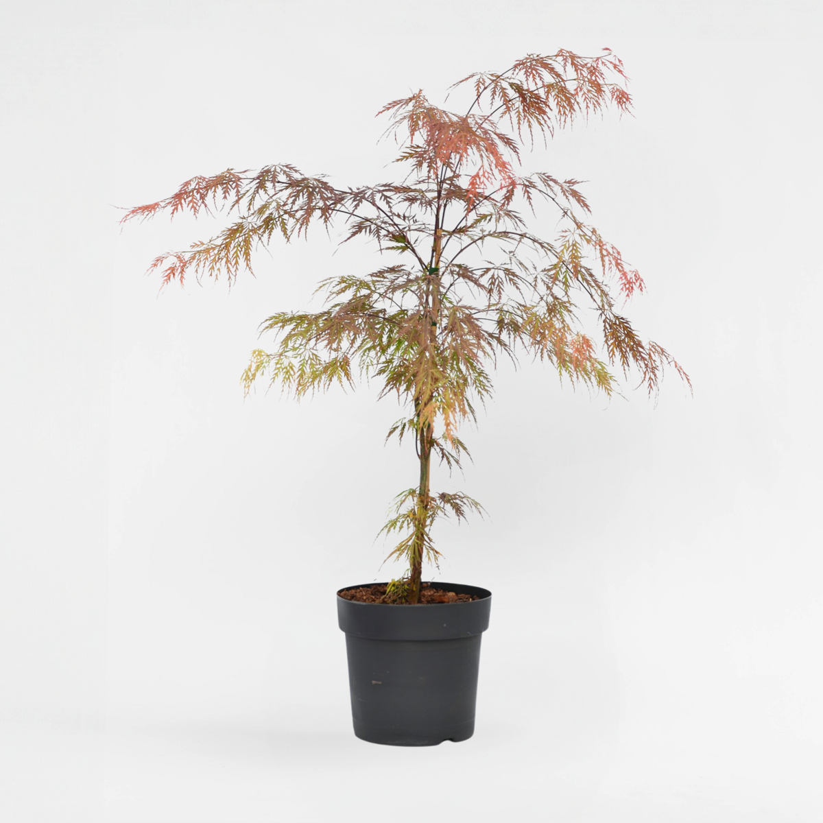 Acer Palmatum ‘Atropurpureum’ – Japanse Esdoorn