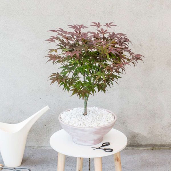 Acer Palmatum 'Atropurpureum' - Japanse Esdoorn – Image 2