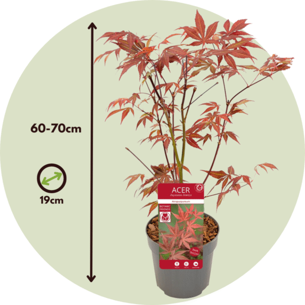Acer Palmatum 'Atropurpureum' - Japanse Esdoorn – Image 3