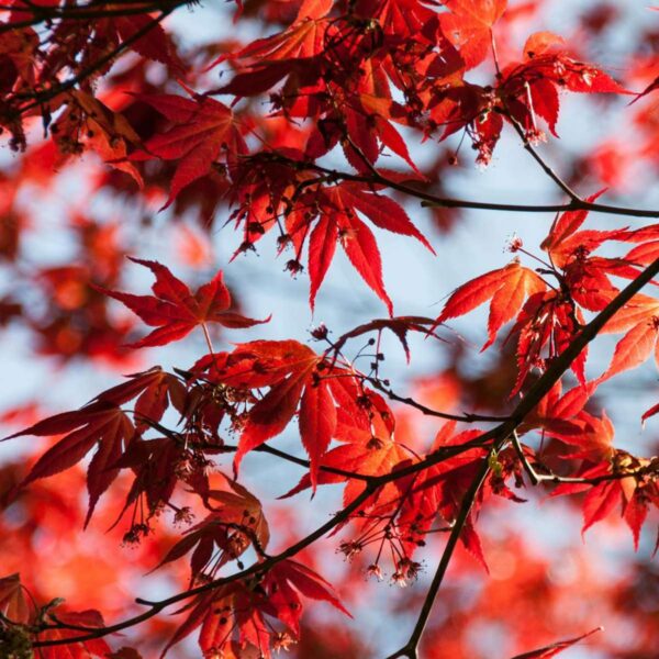 Acer Palmatum 'Atropurpureum' - Japanse Esdoorn – Image 4