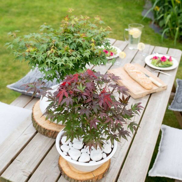Acer Palmatum 'Atropurpureum' - Japanse Esdoorn – Image 5
