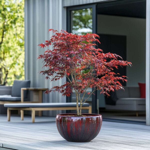 Acer Palmatum 'Atropurpureum' - Japanse Esdoorn – Image 7
