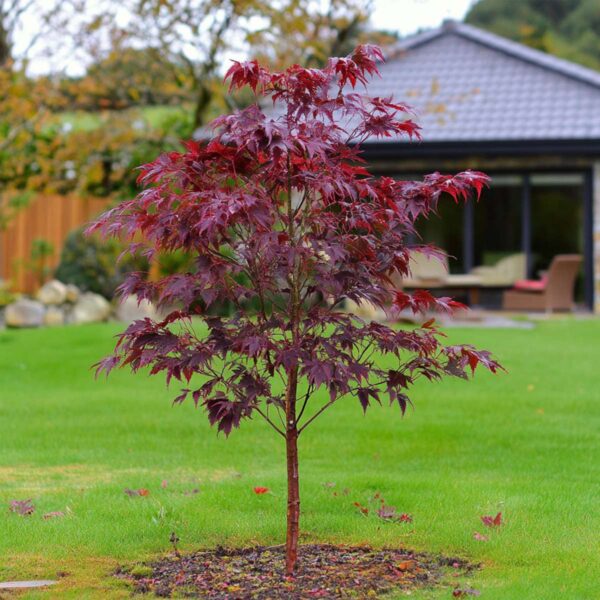 Acer Palmatum 'Atropurpureum' - Japanse Esdoorn – Image 8