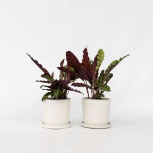 Calathea Insignis - Set de 2 - Marantaceae