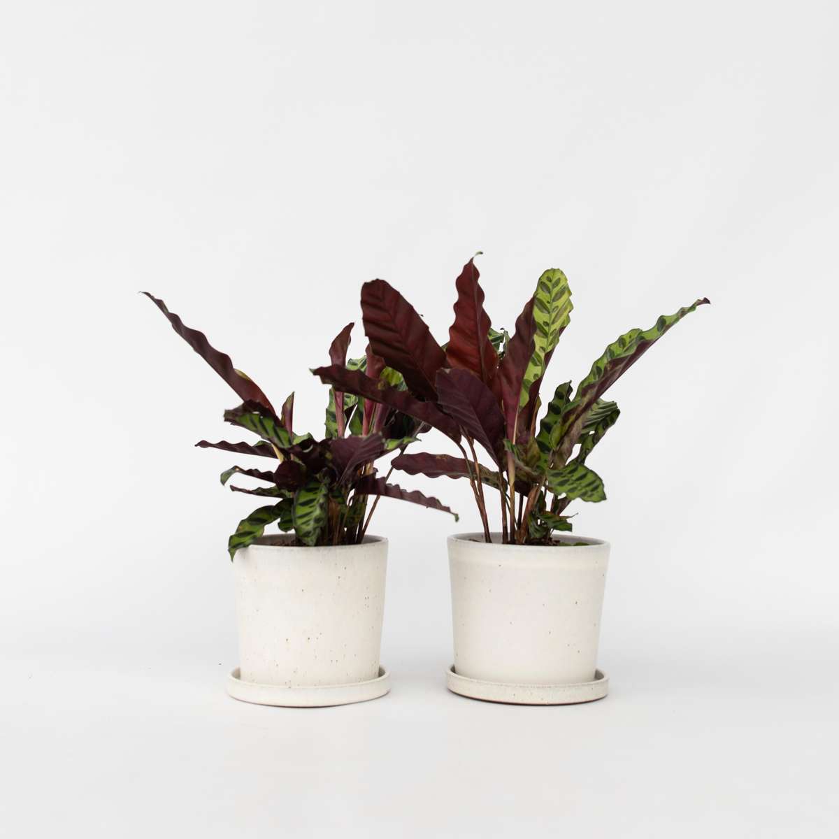 Calathea Insignis – Set Van 2 – Marantaceae
