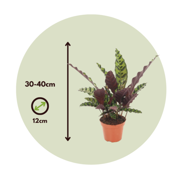 Calathea Insignis - Set de 2 - Marantaceae – Image 3