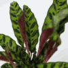 Calathea Insignis - Set de 2 - Marantaceae – Image 4