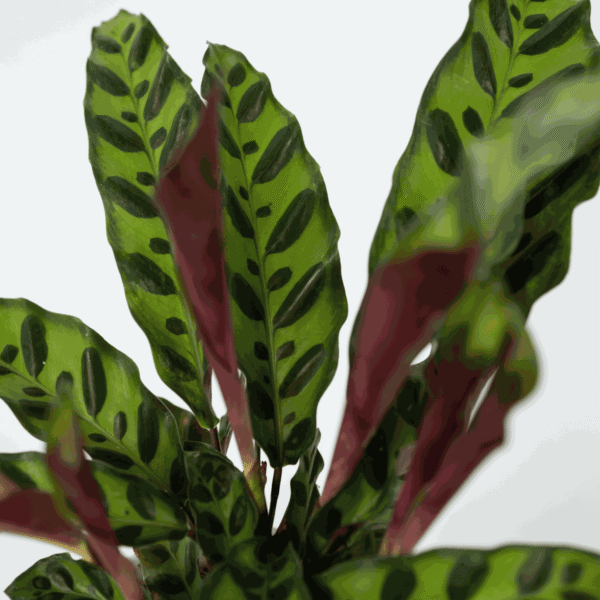 Calathea Insignis - Set de 2 - Marantaceae – Image 4