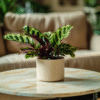Calathea Insignis - Set de 2 - Marantaceae – Image 5