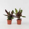 Calathea Insignis - Set de 2 - Marantaceae – Image 6
