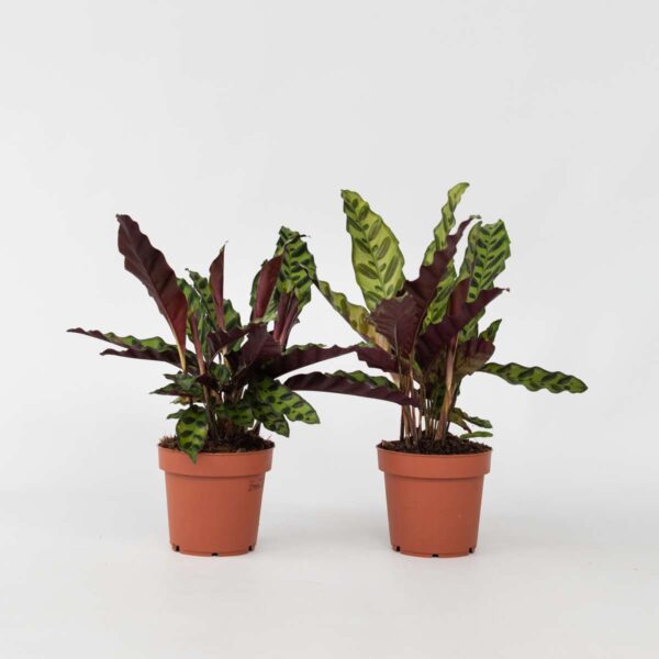 Calathea Insignis - Set de 2 - Marantaceae – Image 6