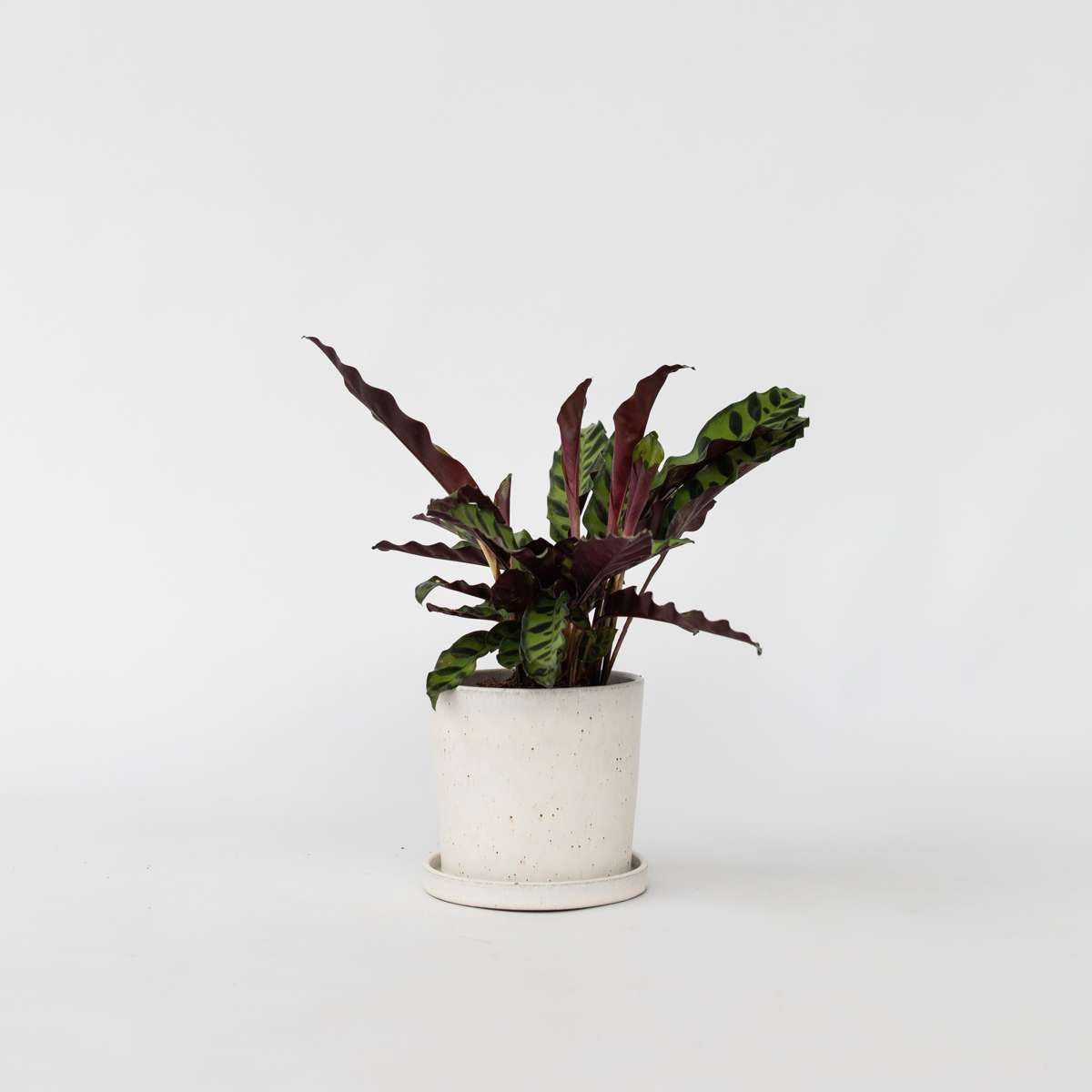 Calathea Insignis – Marantaceae