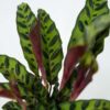 Calathea Insignis - Marantaceae – Image 4