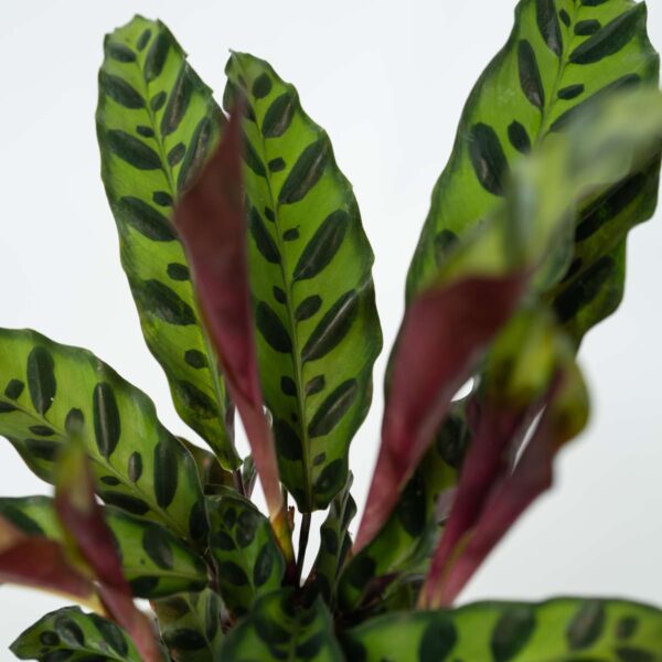 Calathea Insignis - Marantaceae – Image 4