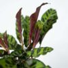 Calathea Insignis - Marantaceae – Image 6